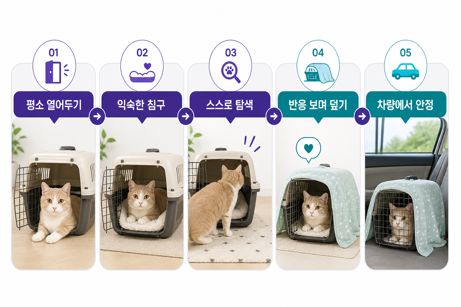 고양이 이동장을 익숙하고 안전한 공간으로 만드는 다섯 단계