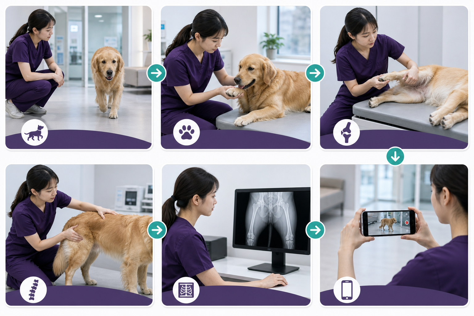 보행 관찰부터 발·관절·척추 검사와 X-ray, 보호자 영상까지 이어지는 절뚝거림 평가 과정